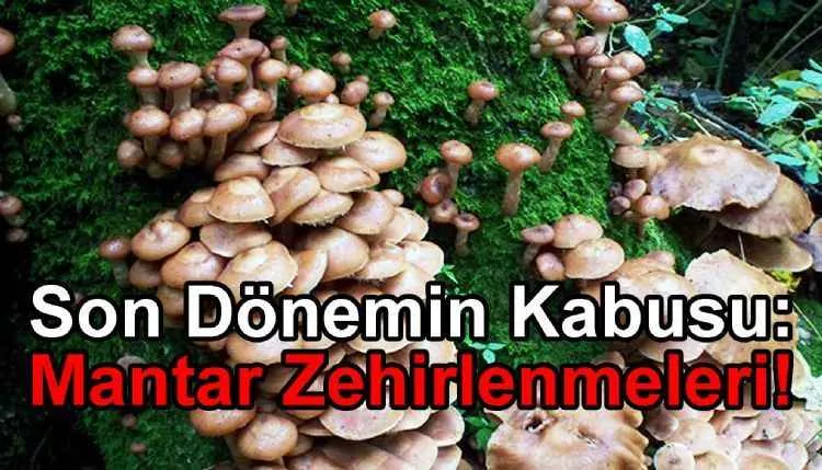 son dönemin kabusu mantar zehirlenmeleri ! 